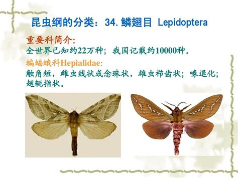 蛾子|鳞翅目 Lepidoptera – IISDW